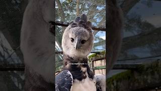 Harpy Eagle is a Powerful Bird #eagle #animals #facts #wildanimals #mammals #wildlife