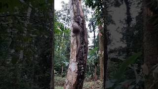 Hewan Langka Khas Kalimantan #youtubevideos #youtubeshorts #hewanunik #binatanglangka