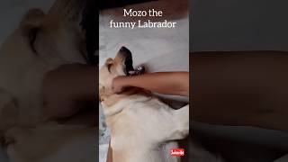 "Mozo the Marvelous Mutt: Hilarious Adventures of the Canine Comedian!"