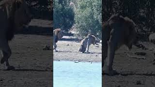 Mjejane Male Lion Coalition Attack Young Male Lion To Protect Their Territory and Offspring