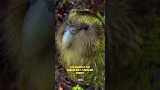 The Cute and the World's Only Flightless Parrot #shorts