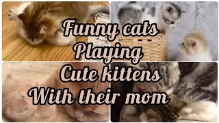 Funny kittens playing and kittens with their mom | Cats playing videos  #KiddiesHobbies