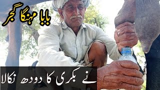 Baba Mehnga Gujjer Amritsari Goat Milking by Hand