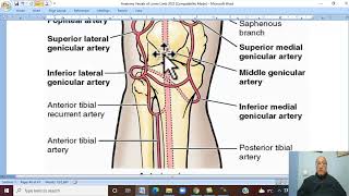 Musculo-skeletal Module ,Anatomy of Lower Limb in Aranic 34 ( Anastomosis in Lower Limb) by Wahdan