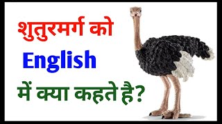 शुतुरमुर्ग को इंग्लिश में क्या कहते हैं ? shutar murgh ko English mein kya kahate hain|shutar murgh