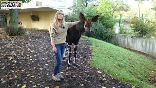 Ein Besuch bei unseren Okapis