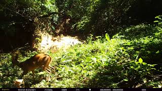 No recanto jariuna a fauna e flagrada de perto