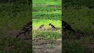 Black-collared starling Birds #beautifulbird #zoo #birdsoun #bird #birds #birdsounds #myna #nature