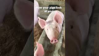 How your pigs look at you! || Pigs eyes video