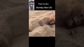 High Voltage Line To Monkey New Life #ytshorts #Monkey #election #shorts @greenbroramesh