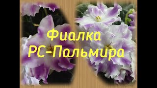 Фиалка РС-Пальмира