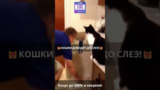 😂Кошки-комики: приколы и нарезки для смеха😂 Эпизод 704