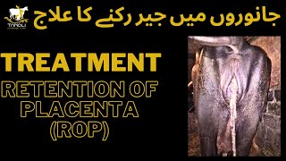 Retention of Placenta Treatment II Toxemia II Anorexia II Pyometra+ Endometritis II Buffalo