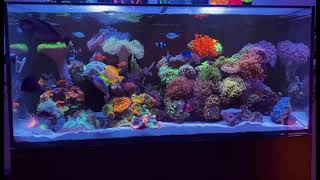 @Selfiereef Red Sea 350 Reef aquarium 2021 México