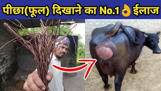 गाय/भैंस में फूल दिखाना,पीछा दिखाना का ईलाज|gaay/bhains ka picha dikhana|Prolapse in cow and buffalo