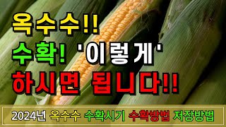 2024년 옥수수 이때 수확하면 제일 맛있습니다(수확시기, 수확방법, 저장방법)