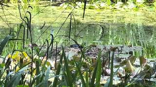 Kew Gardens London, Waterlily Pond. Duck nesting.