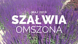 Szałwia omszona