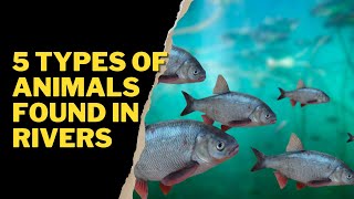 5 TYPES OF ANIMALS FOUND IN RIVERS