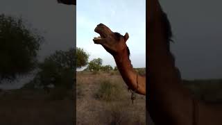 #beautiful #camel #video #viral