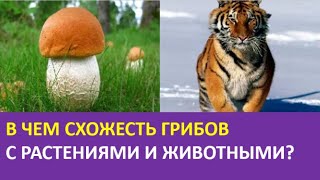 7. В чем схожесть грибов с растениями и животными?