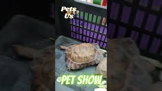 #shorts #amazinganimals #petshorts 🦎🐢🐍🐊🐦🐠Pet Animals Show