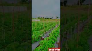 टोमॅटो लागवड 🍅#short #viral  #agribusiness #farming #kisan #shetkari #आपला_शेतकरी  #agriculture