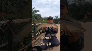 MANCING UDANG DAPAT HARUAN SUNGAI MONSTER !