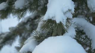 Winter forest. Winter forest with trees covered snow. Christmas trees in winter forest close up