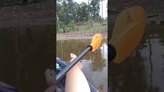 Tracking pigs from a kayak