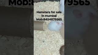 hamsters for sale in mumbai #pets #mumbai #hamsterbabies #forsale #hamsterbreeding #petsforsale