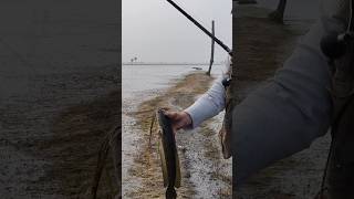 snakehead fishing || live attack on lucana frog #shortsvideo #fishing #indianfishingafsar