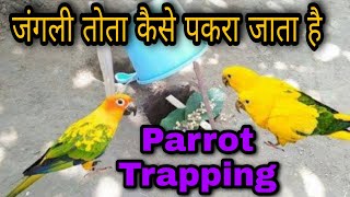 Parrot Trapping|Unique Parrot bird Trap|देखिए  कैसे जंगली तोता को पकरा जाता है। Bird Trapped|