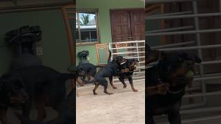 Rottweiler sons chase their huge father #rottweiler #shorts #dog