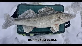 ЛОВЛЯ СУДАКА НА ТЮЛЬКУ.РЫБАЛКА НА ДЖИГУ.р.ВОЛГА.