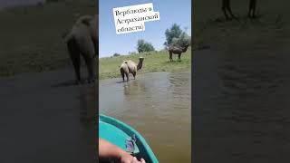 Верблюды в Астраханской области.