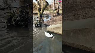 White Swan are good divers - Wardown Park Luton England UK 🇬🇧