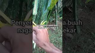 buah naga yang mekar dipagi hari