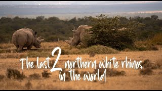 Extinct 😥 Najin and Fatu - The last 2 northern white rhinos in the world