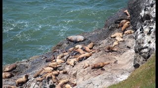 Sea Lion Caves,  Florence Oregon