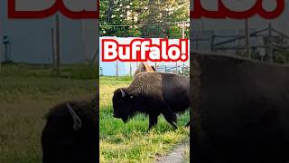 Tense moment as Buffalo walks by #bison #buffalo #nature