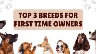 Top 3 friendly Dogs for the first time owners