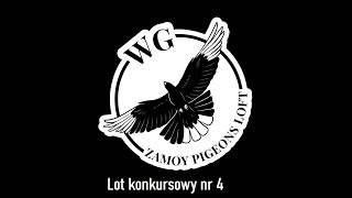 WG Zamoy Pigeons Loft lot konkursowy nr 4