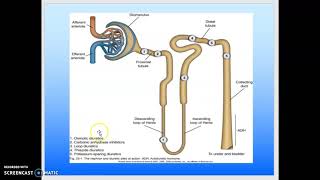 Diuretics - part 1