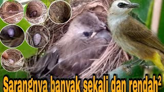 Banyak sekali burung trucukan disini sarangnyapun berdekatan & rendah²