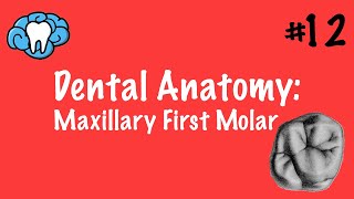 Dental Anatomy | Maxillary First Molar | INBDE