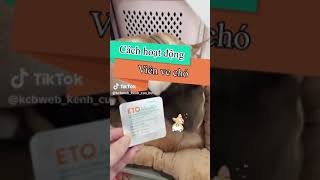 Cách hoạt đông viên ve chó hiệu quả #chihuahua #kcbweb #kenhcuabu #thúcưng #pet #pets