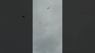 bald eagle vs osprey