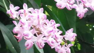 Aerides odorata on the tree - foxtail orchid - fragrant species orchid of Asia