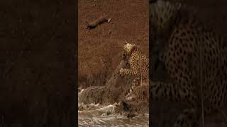 Crocodile Catches Cheetah#animals #wildlife #fyp #dog